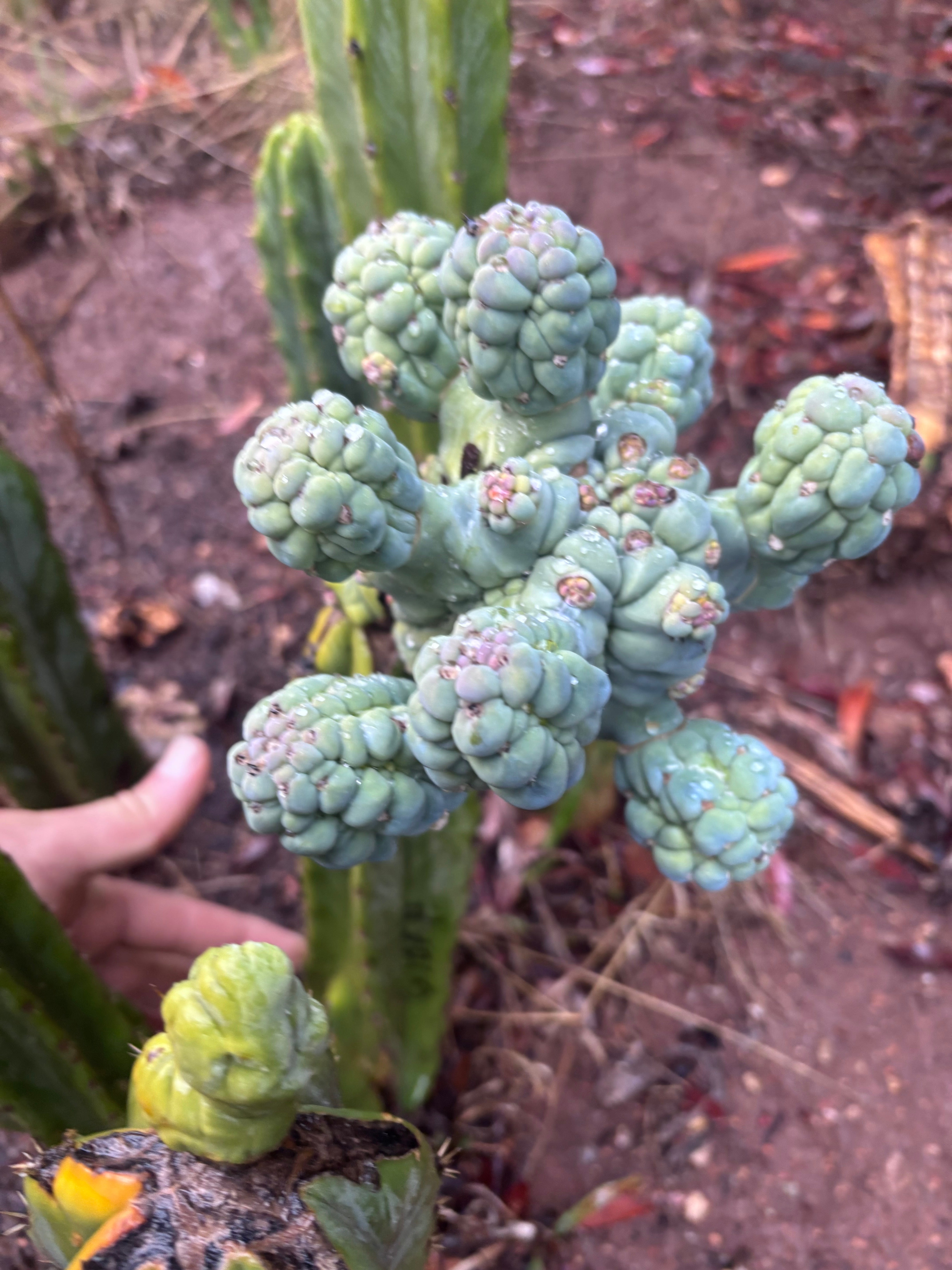 💎👑💎 Glorp — Another XL Pupsplosion Graft