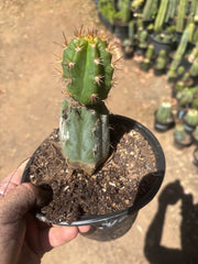 💎👑💎 Tulhuay — Rare Magenta Flower — Rooted Slab Graft w/ Pup