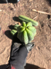 👑🌶️🌶️ Ogun — 9” Tips