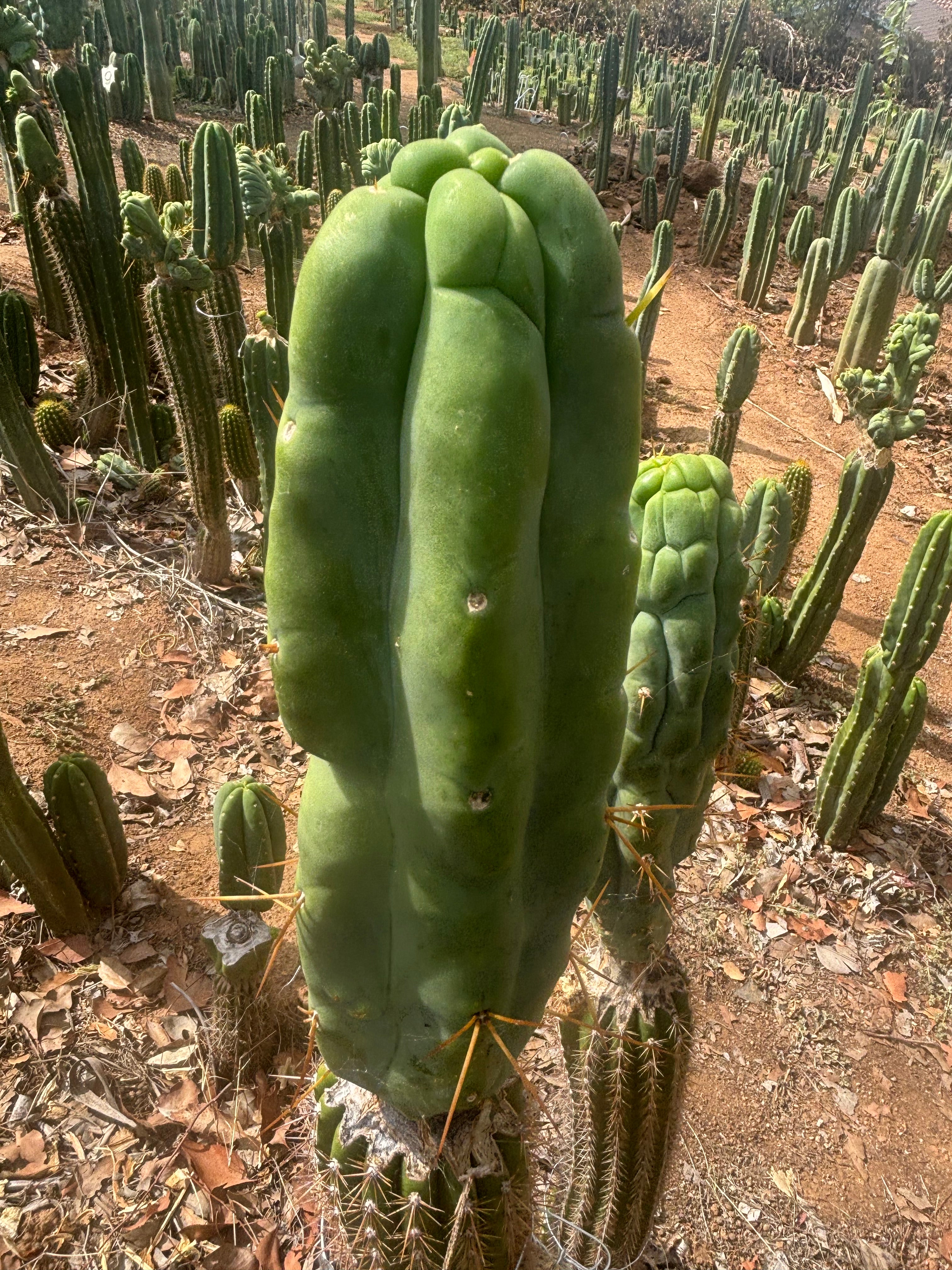👑💎🌶️ Caballero — Fat 8” Tip