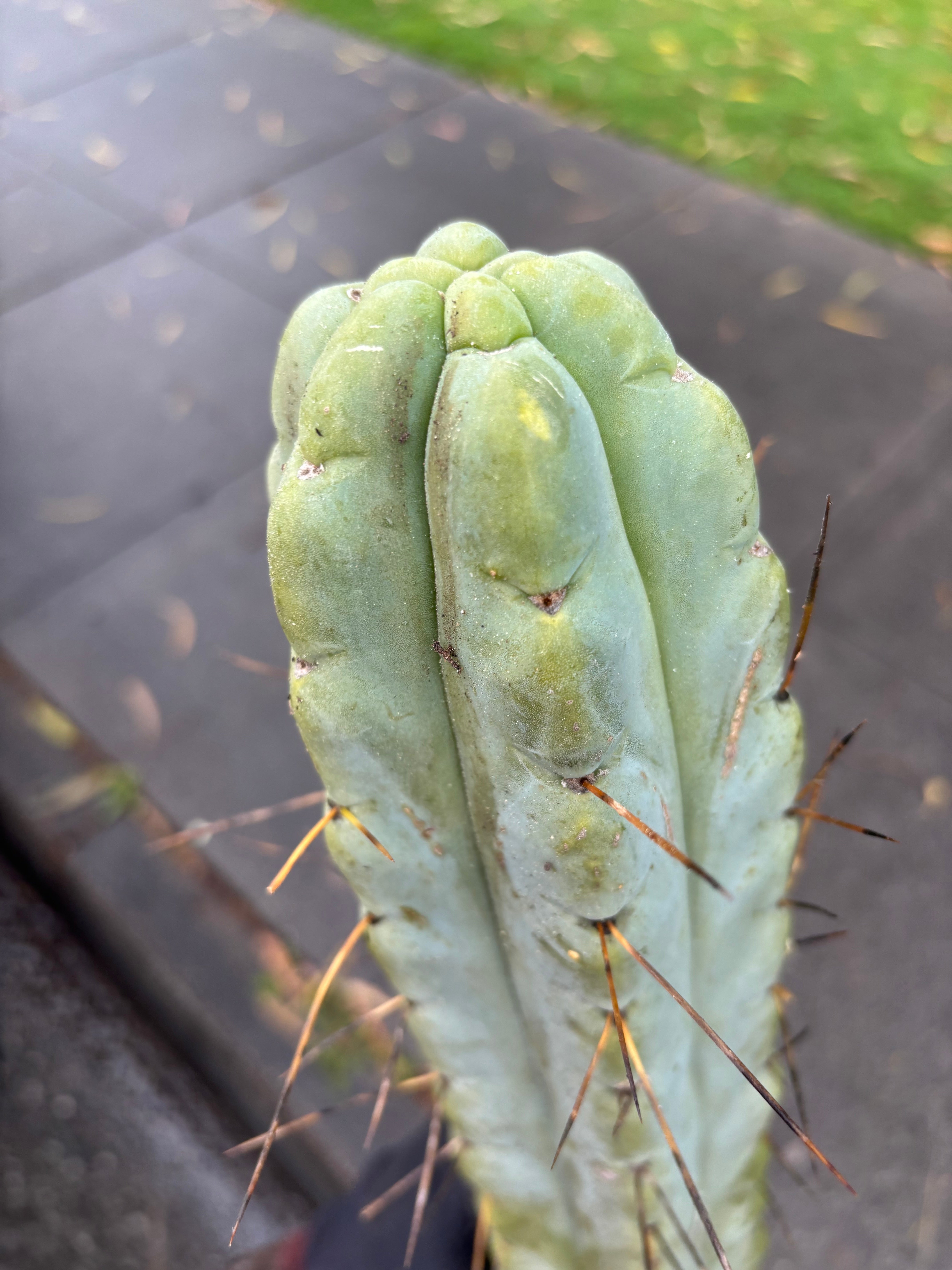 👑💎🌶️ TBQM  — Massive 12” Mid