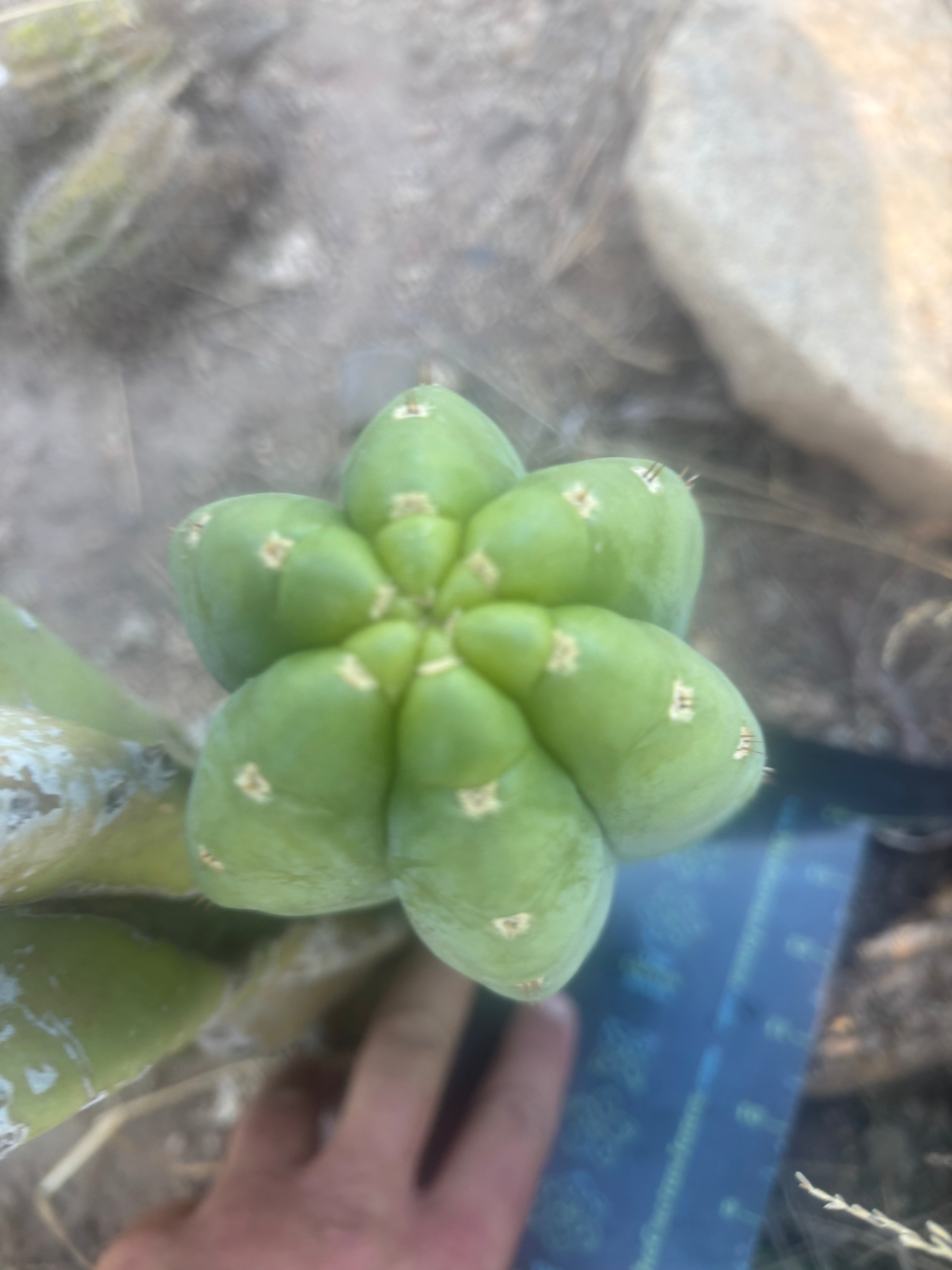 👑🌶️🌶️ Cahuilla  — Fat 8” Pup
