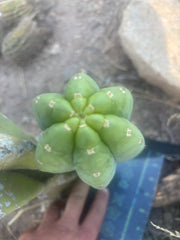 👑🌶️🌶️ Cahuilla  — Fat 8” Pup