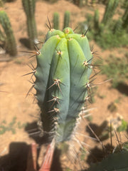 👑🌶️ Sharina — Large 13” Pup
