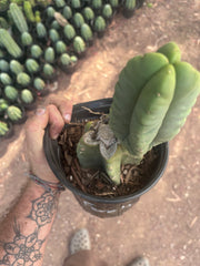 💎👑💎🌶️ Ferah — Rooted Mid with Fourwang Pup