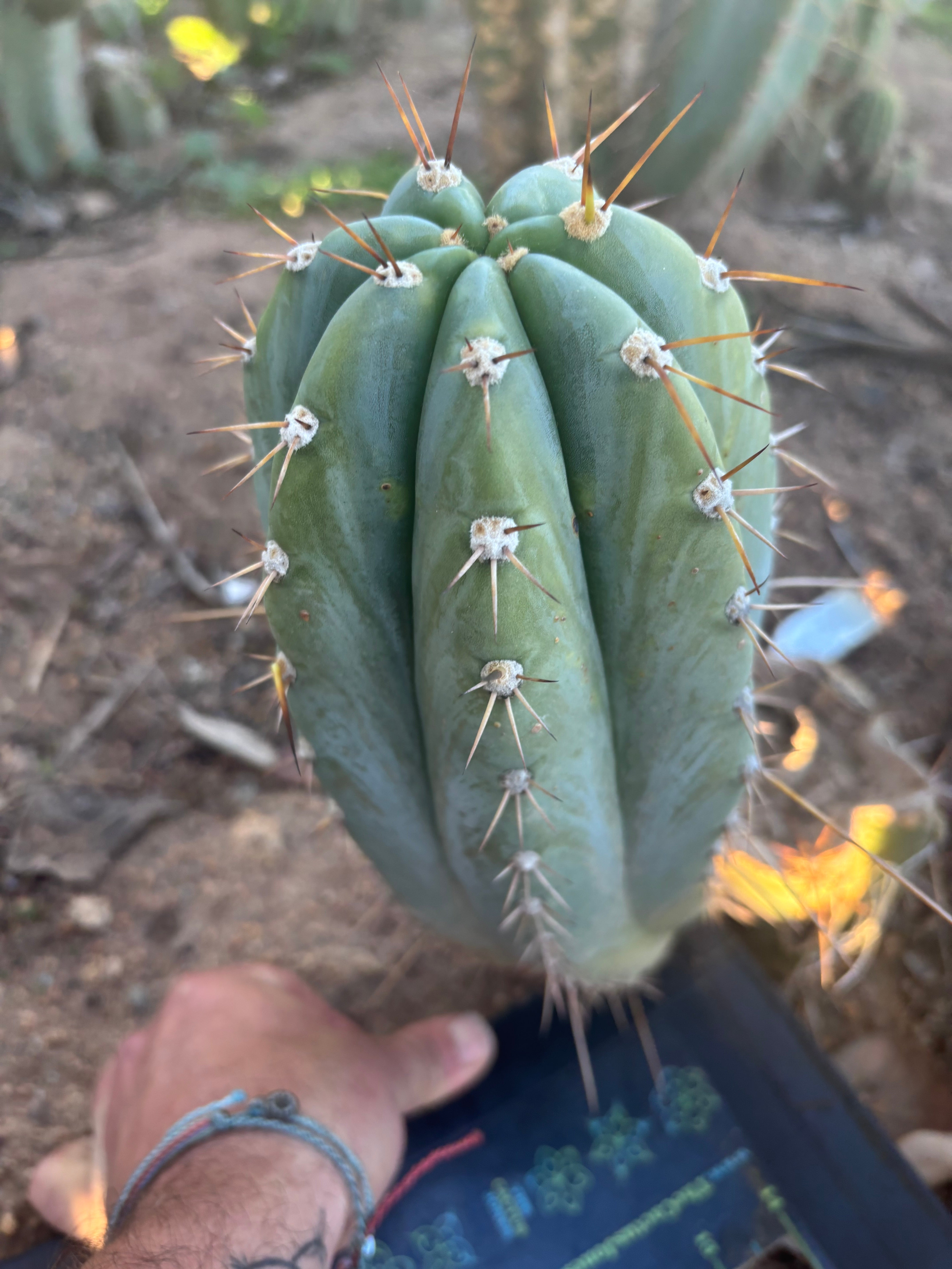 💎👑🌶️ CGG —  Another 12” Melon