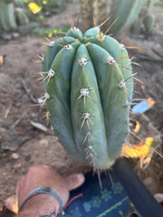 💎👑🌶️ CGG —  Another 12” Melon
