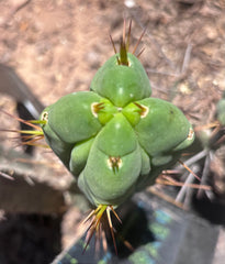 👑🌶️🌶️ Dulzura Wax — Fourwang 10” Pup