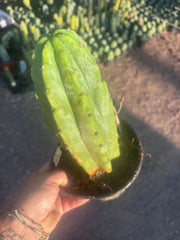 👑🌶️🌶️ Landfill — Rooted Plump 12”