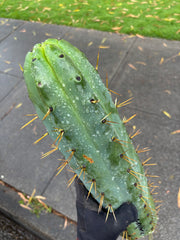 💎🌶️ SS02 x Yowie  — Massive 11” Tip