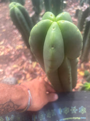 💎👑🌶️ Ferah — Chubby 9” Tip