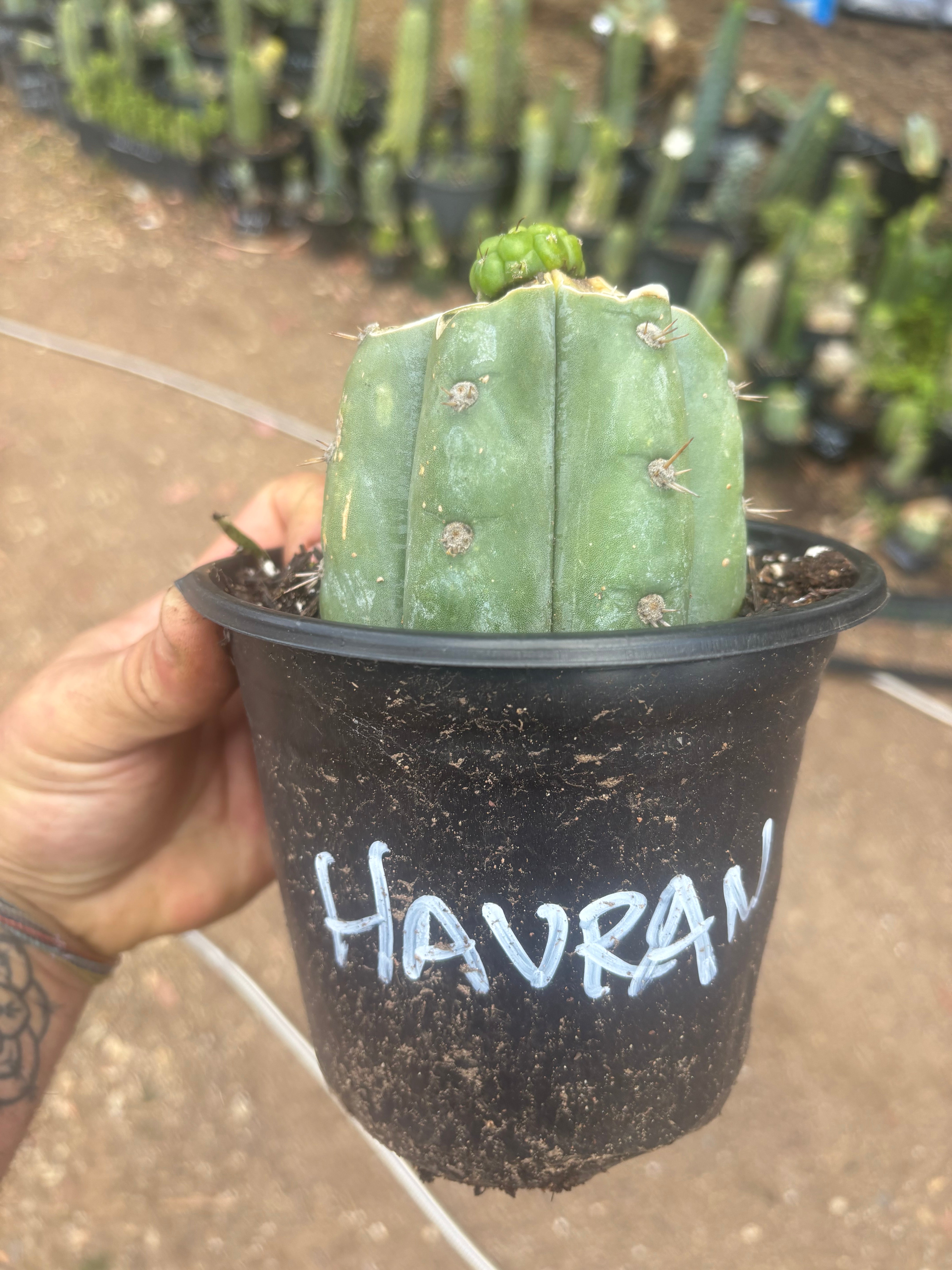 💎👑💎 Havran — Pup Graft on Rooted Shine01