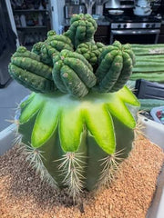 💎👑💎 King Stacker — Pup Graft on Rooted Pierre