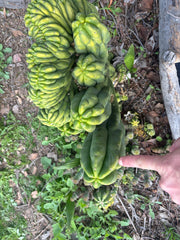 Custom Listing for Daniel S