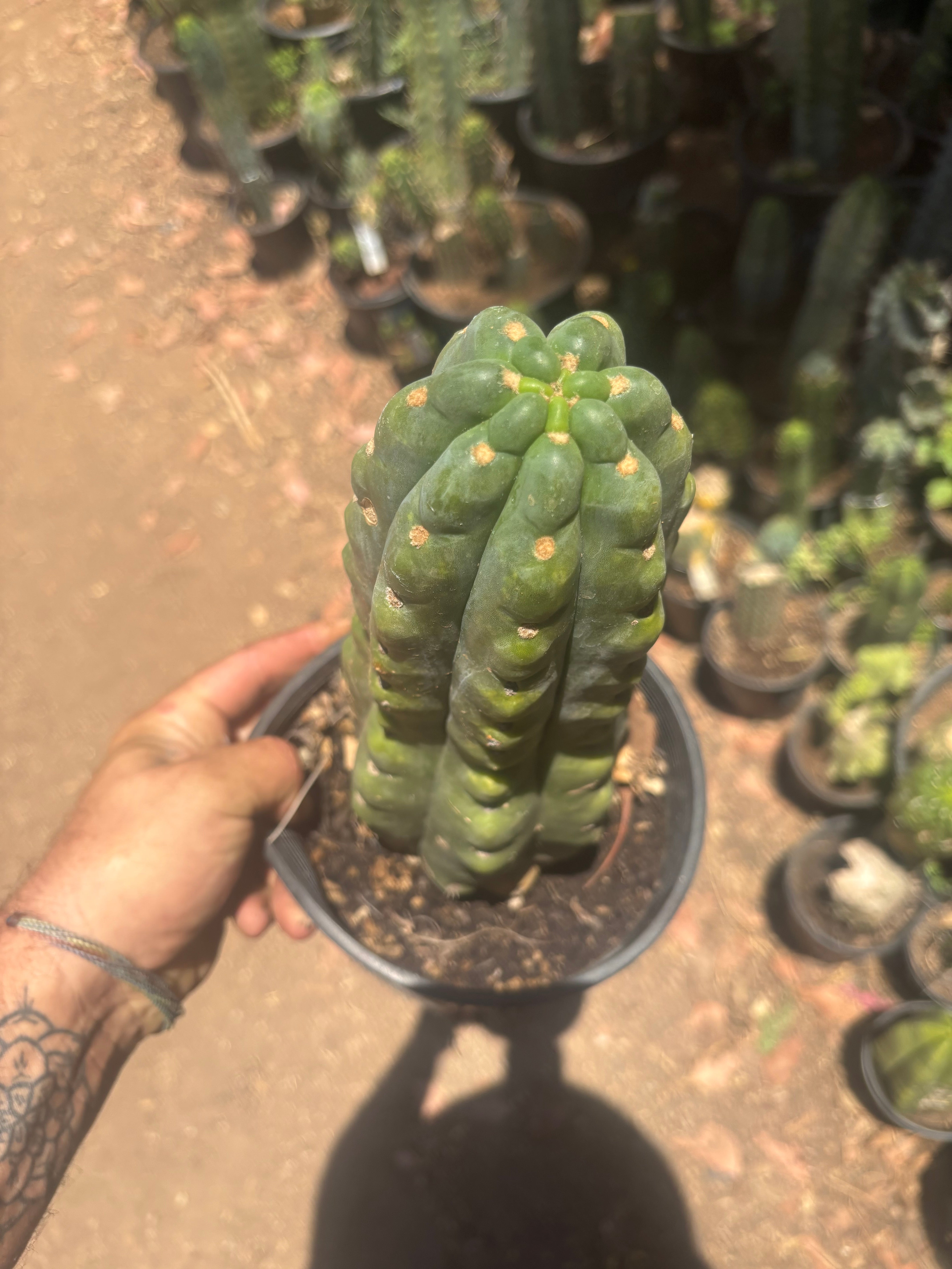💎👑🌶️  Ichoca — Chonky Rooted 12”
