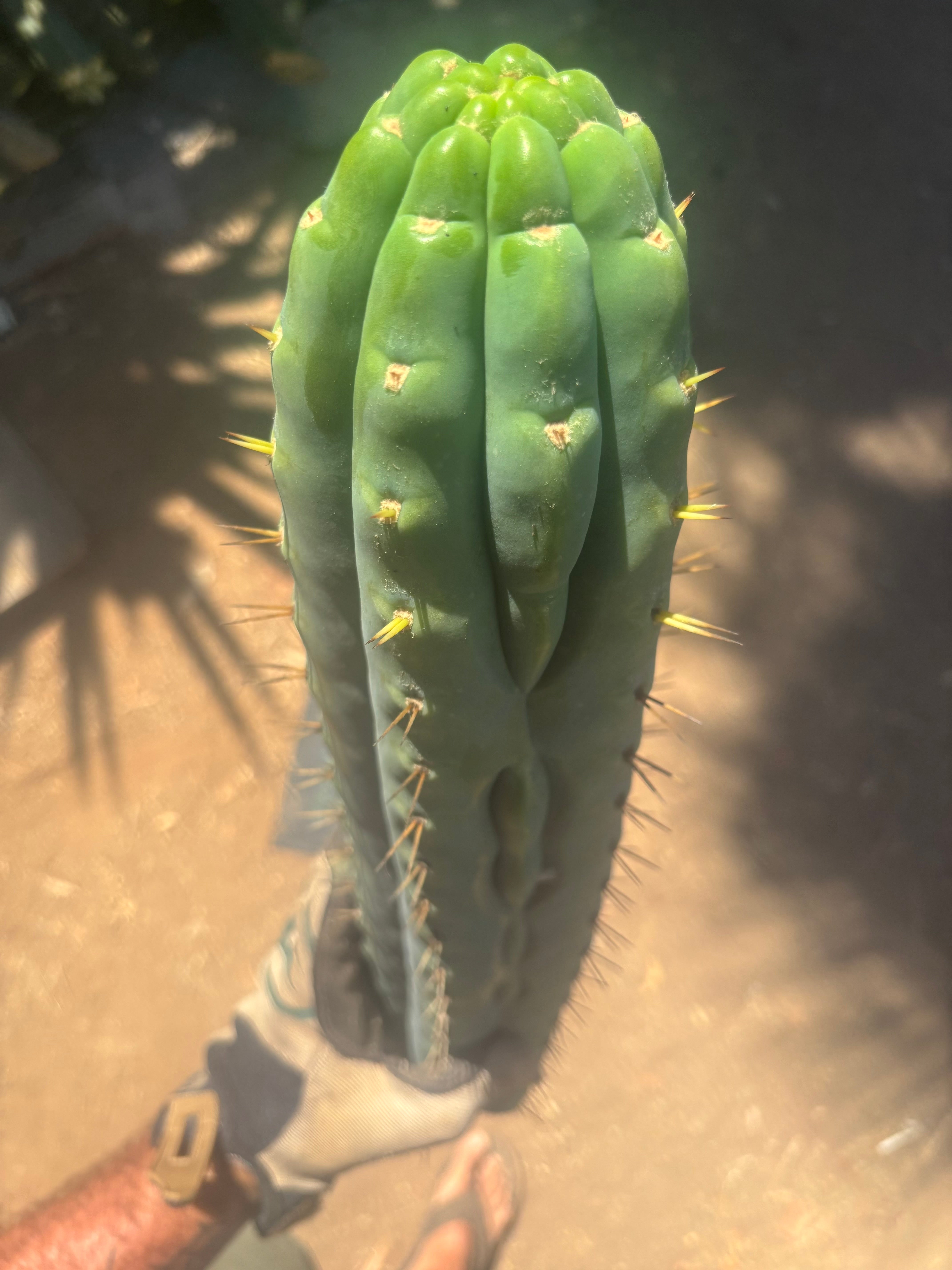 💎👑🌶️  Ashdod — XL 17” Magnum Tip