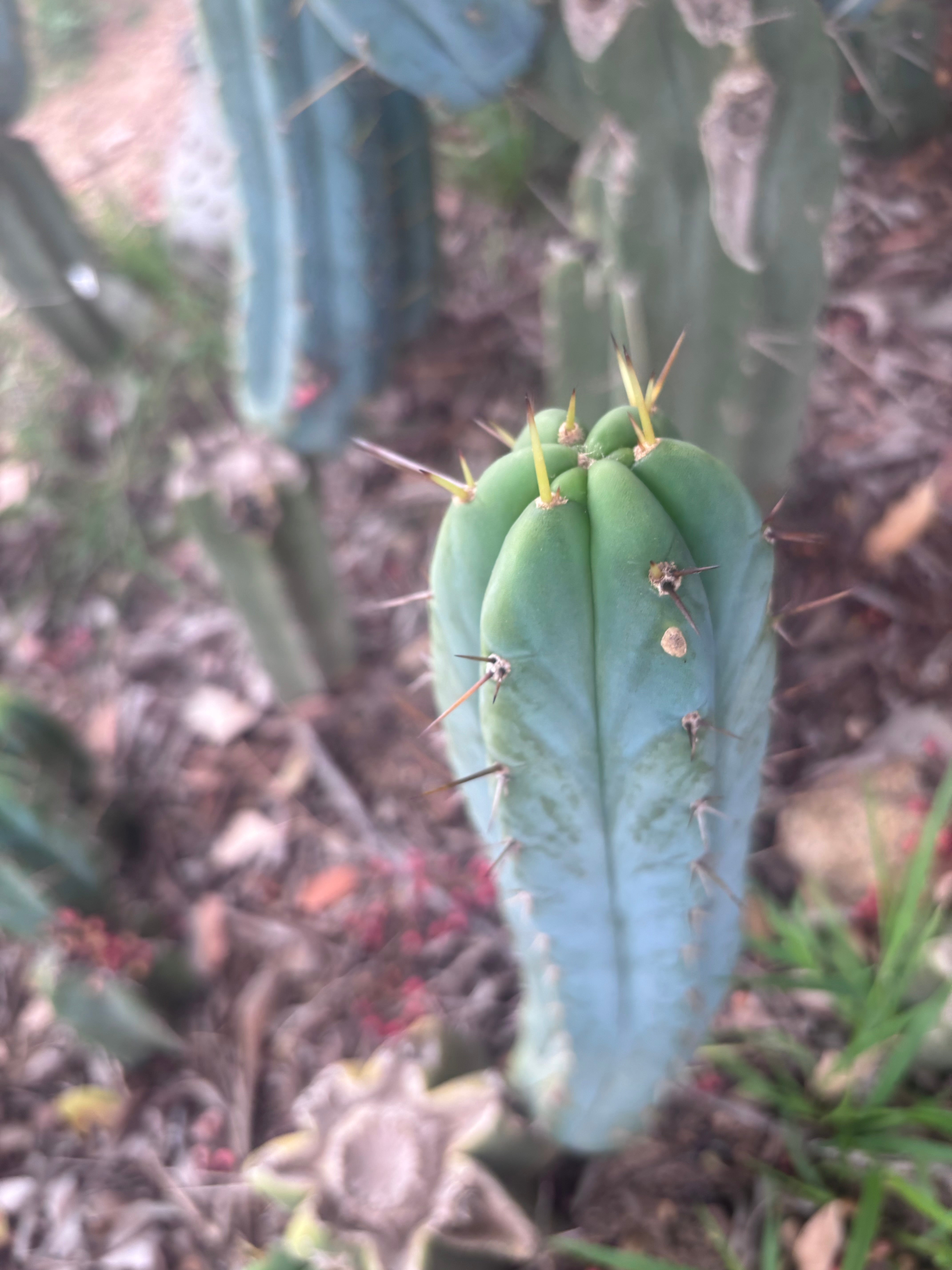 👑🌶️🌶️ Pala! — 11” Pup