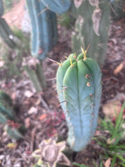 👑🌶️🌶️ Pala! — 11” Pup