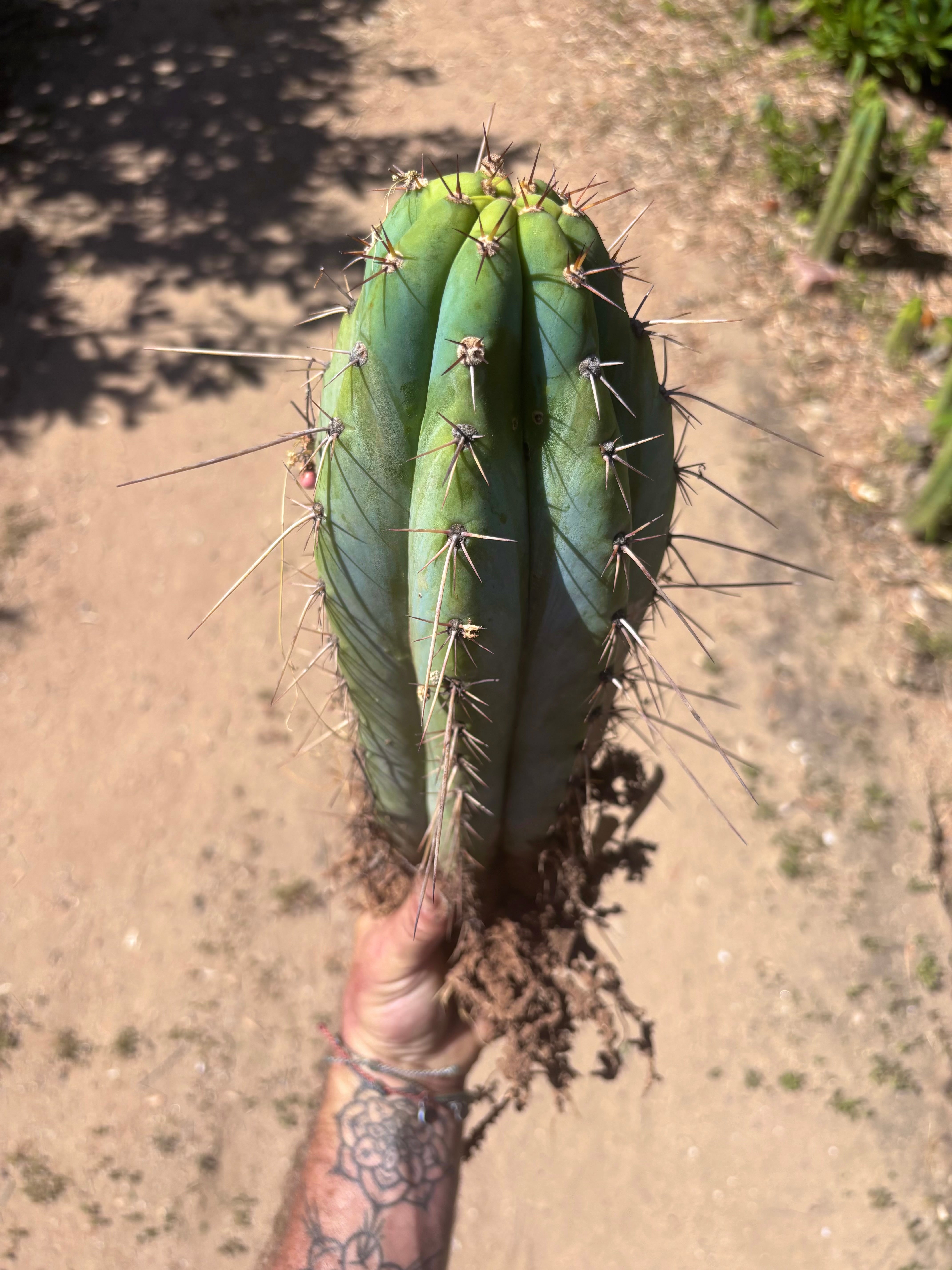 💎👑🌶️ RS0004  — 14” Rooted Chonker