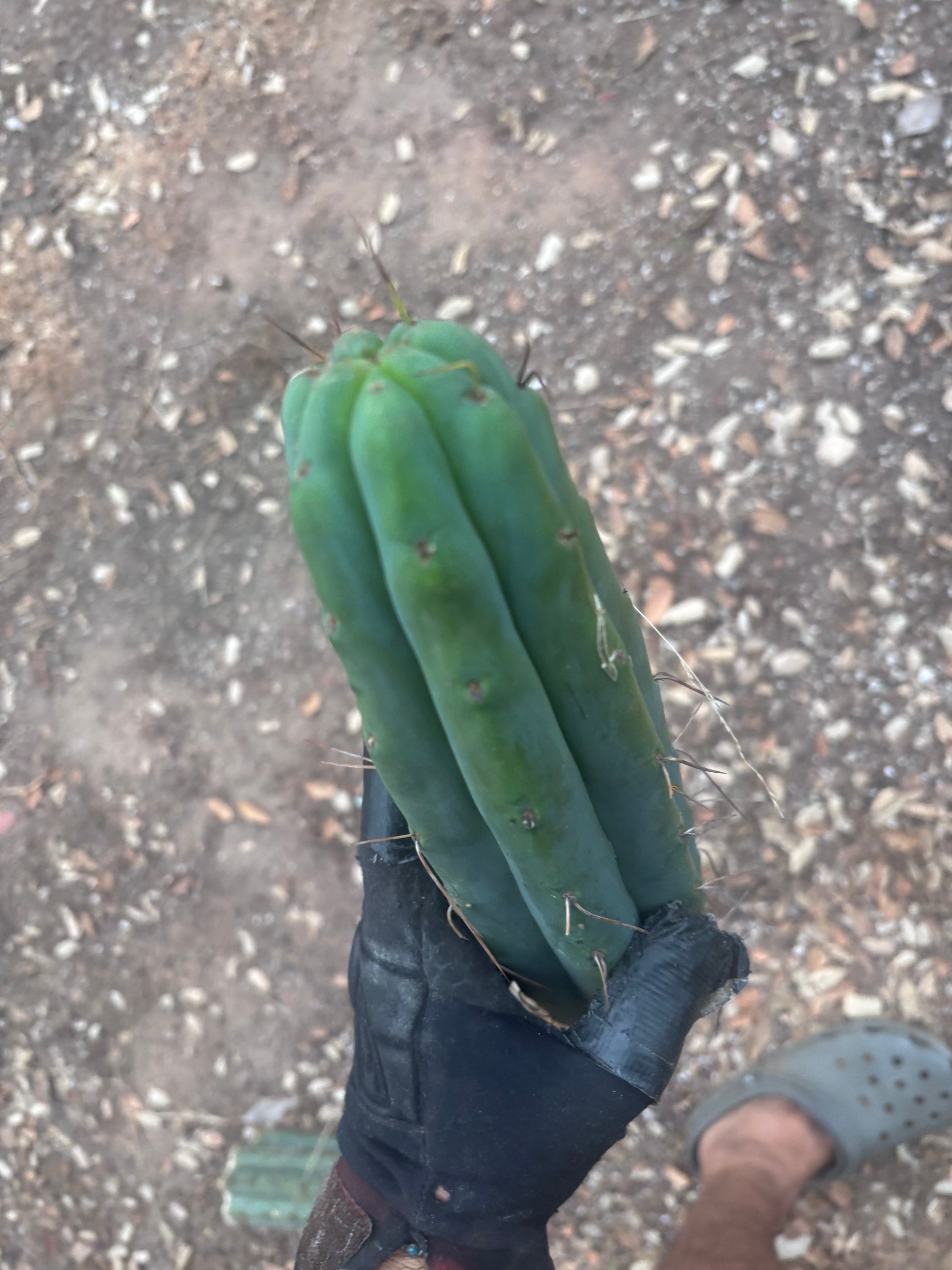 👑🌶️ Psycho0’  — 14” Tip
