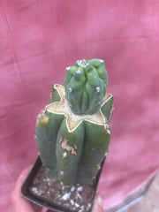 👑💎 Grecas Tip Graft — Rooted / Whole