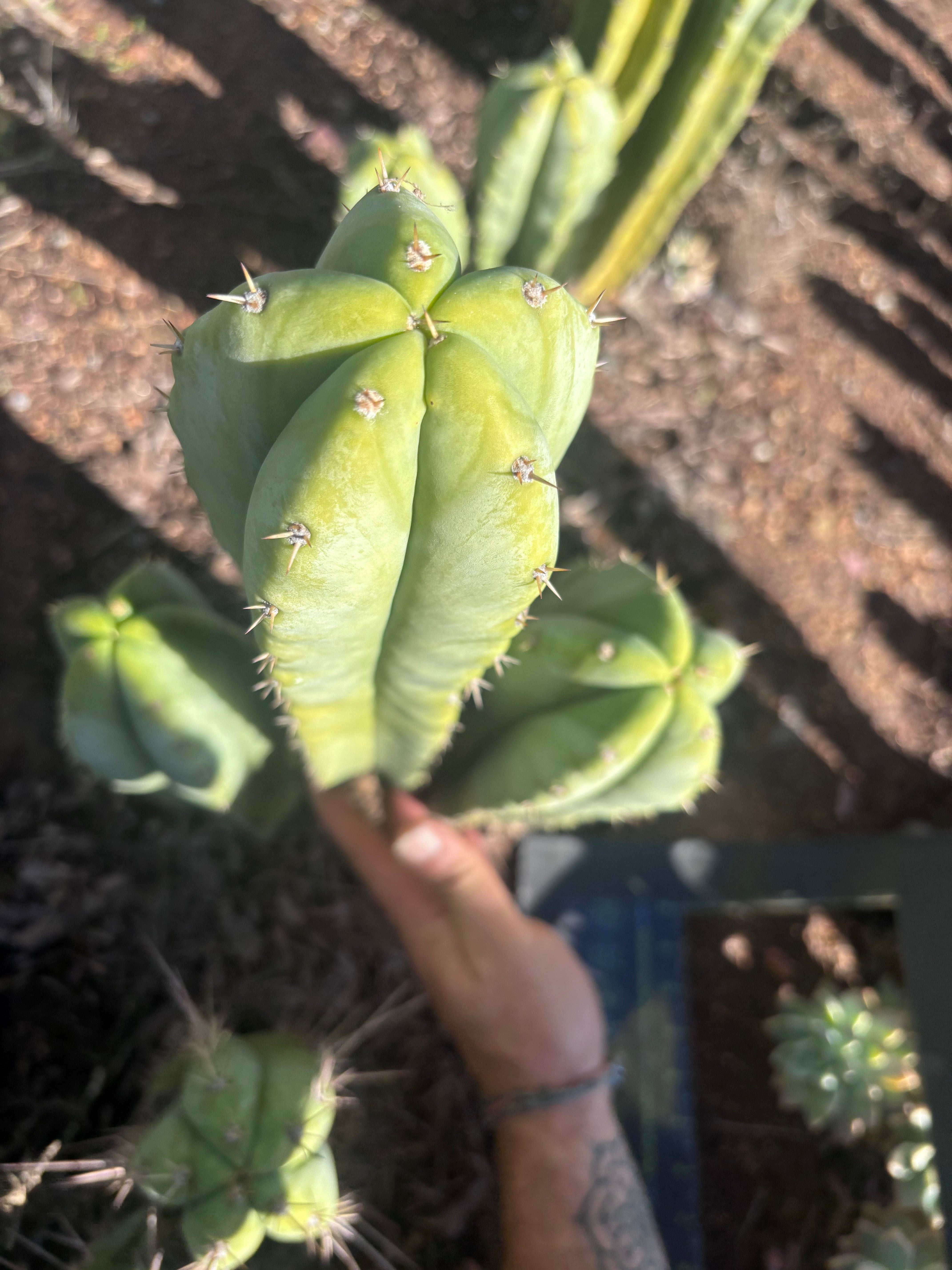 🌶️ Jada x Scop — XL 15” Pup