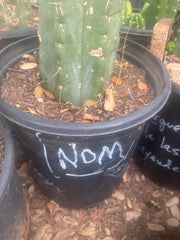 💎🌶️🌶️ NOM — XL 12” Tip