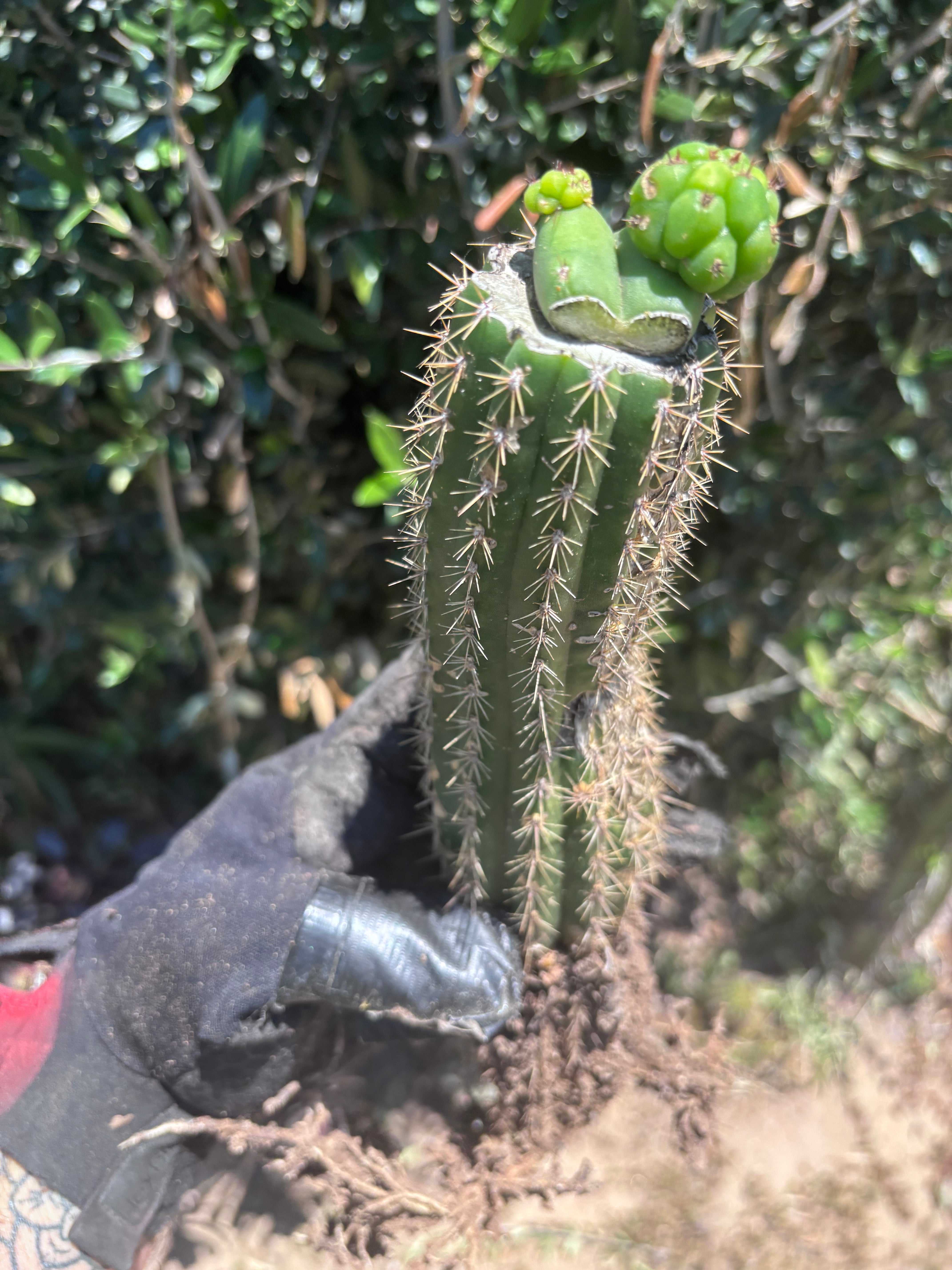👑🌶️🌶️ KR04 — Another Whole Rooted Graft