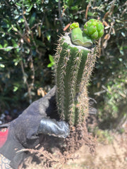 👑🌶️🌶️ KR04 — Another Whole Rooted Graft