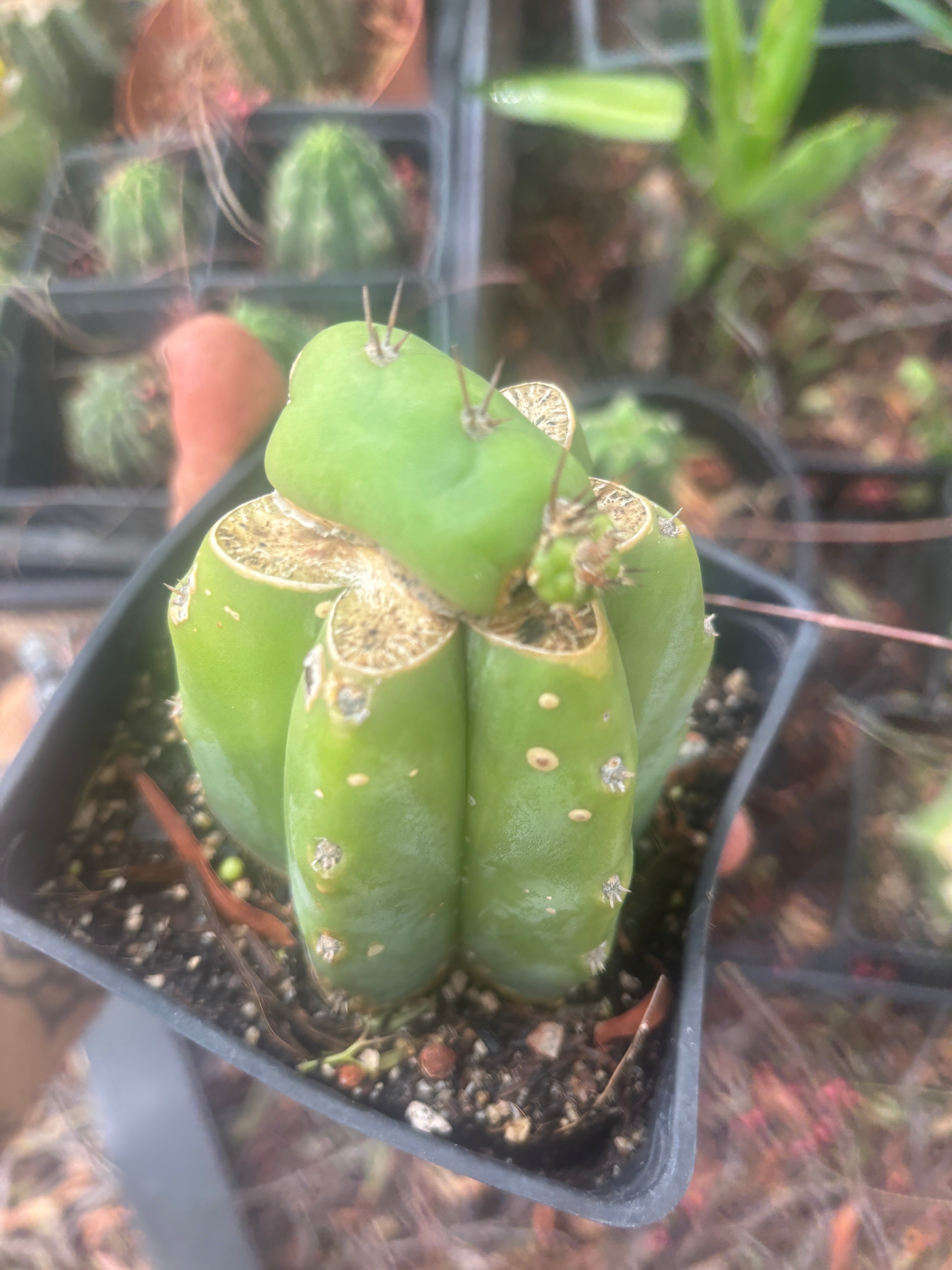 💎👑💎 Parque de las Leyendes —BK08611.4 Clone A —  Rooted Slab Graft w/ Pup Starting