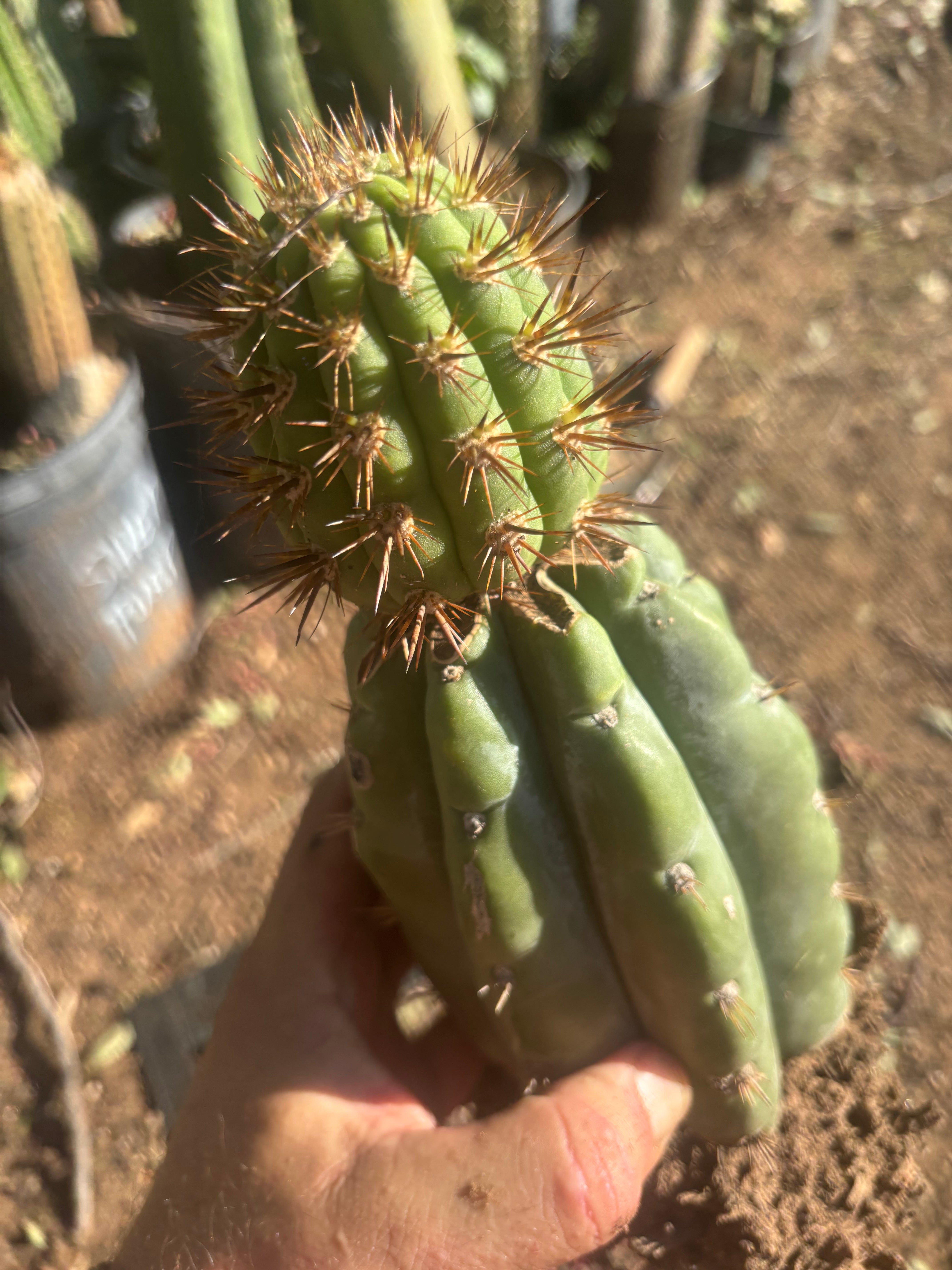💎👑💎 T. Coquimbanus — Established Tip Graft on Rooted Shine01