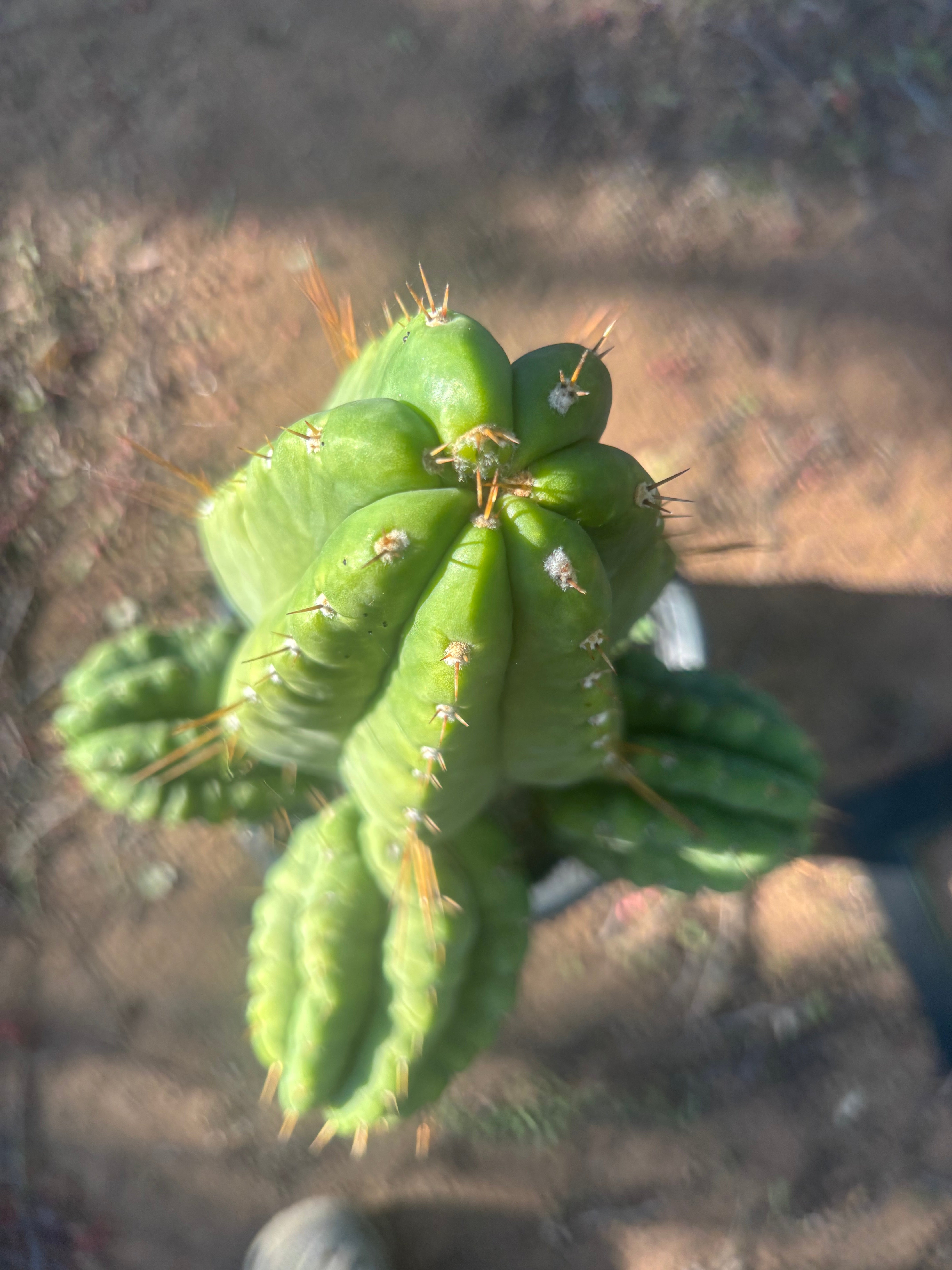 💎👑💎 Havran — Biggest Rooted Graft Ever!