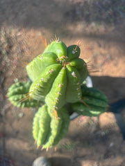 💎👑💎 Havran — Biggest Rooted Graft Ever!