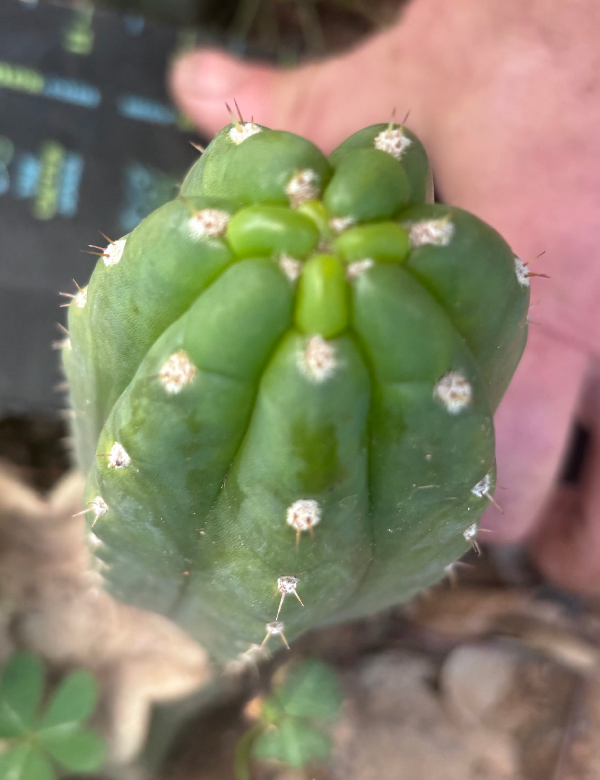 💎👑🌶️  Ichoca — 6” Pup