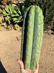💎🌶️🌶️⚠️ E.R. — 13” MEGA Tip