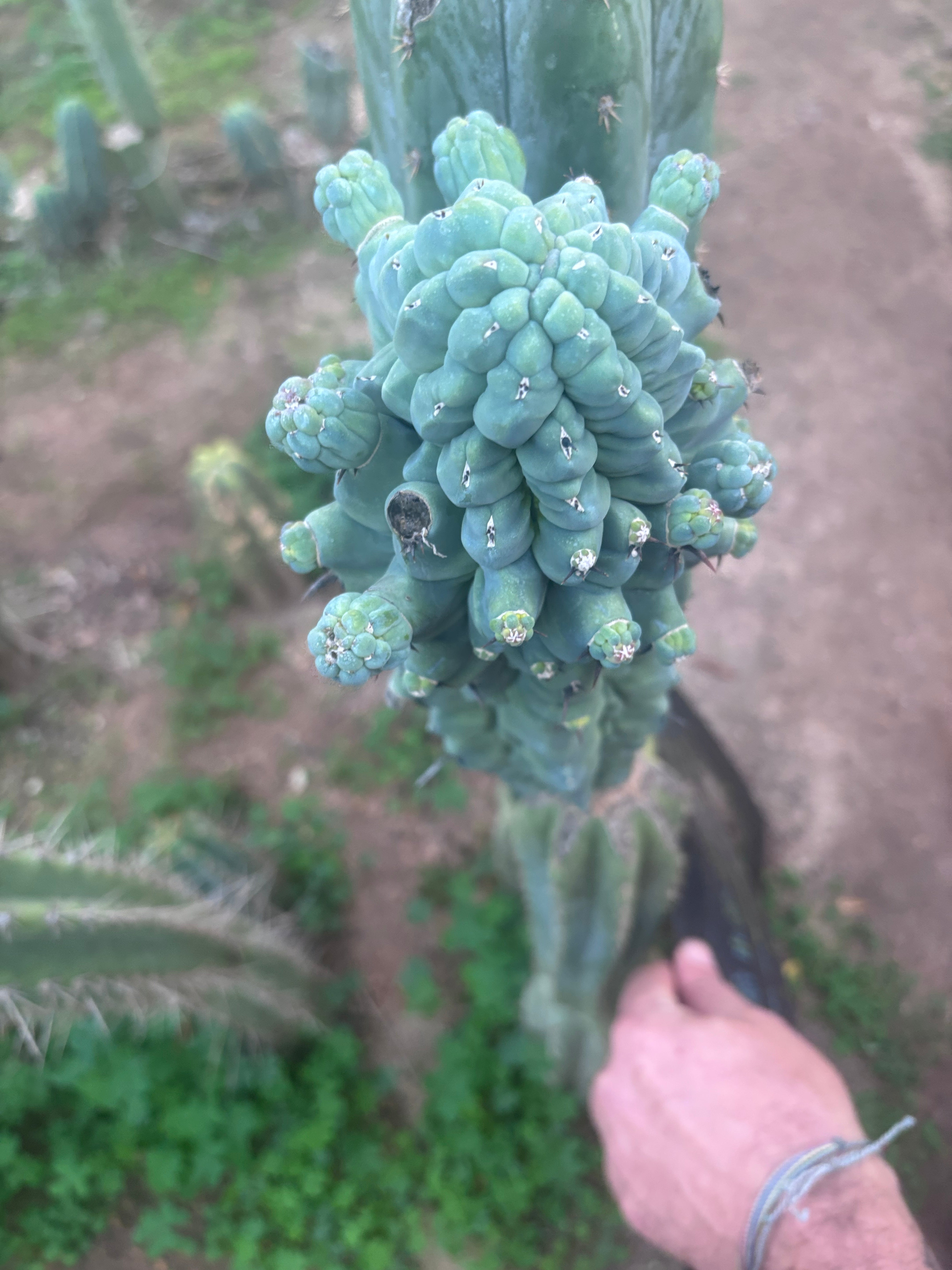 💎👑💎 Glorp — XXL Pupsplosion Graft (Re-Listing)