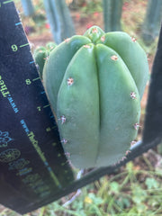 💎👑  Woolunda Monster — 9” Balloon Tip