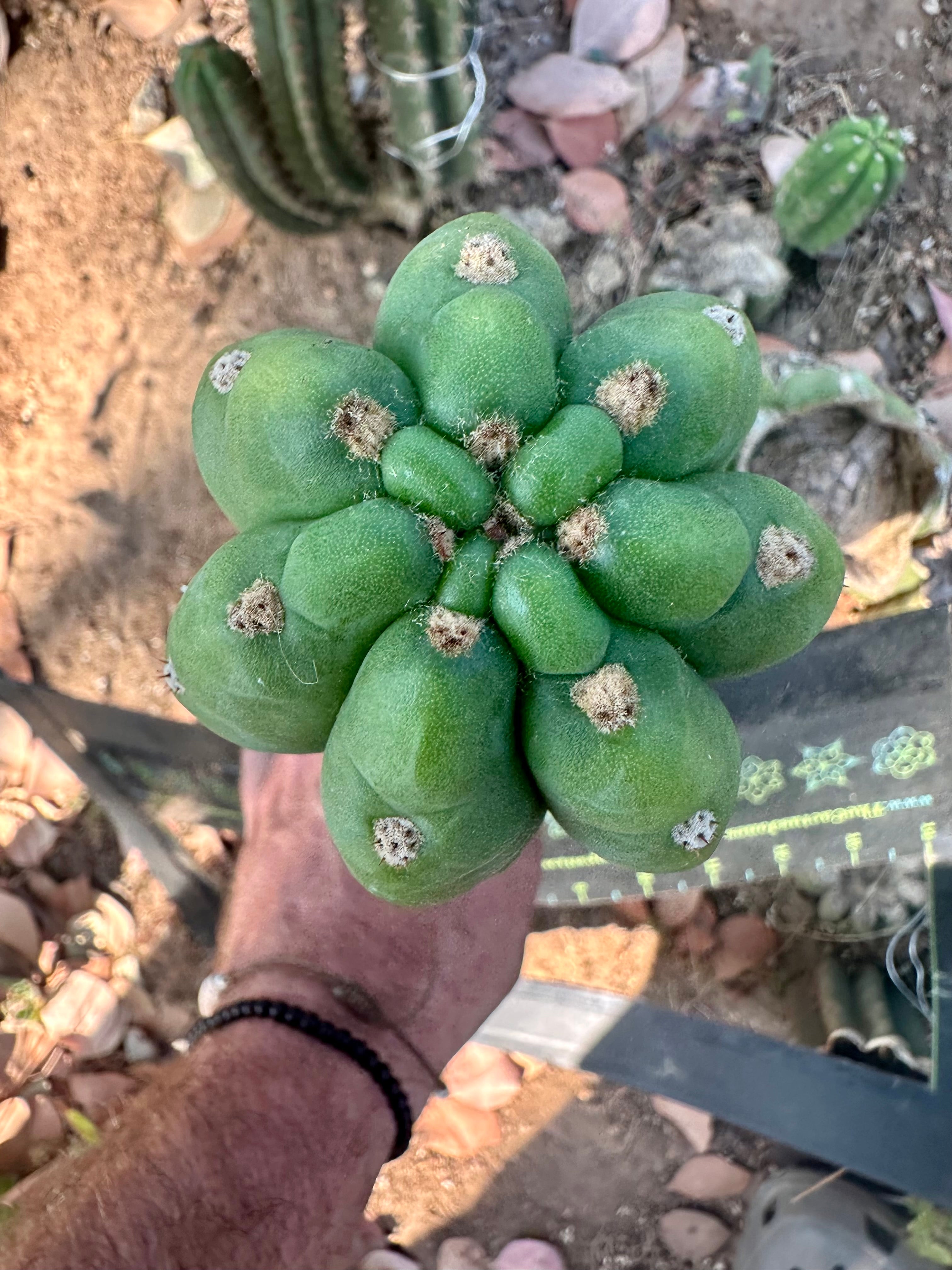 👑🌶️ The Field’s Pachanoi — 11” Pup