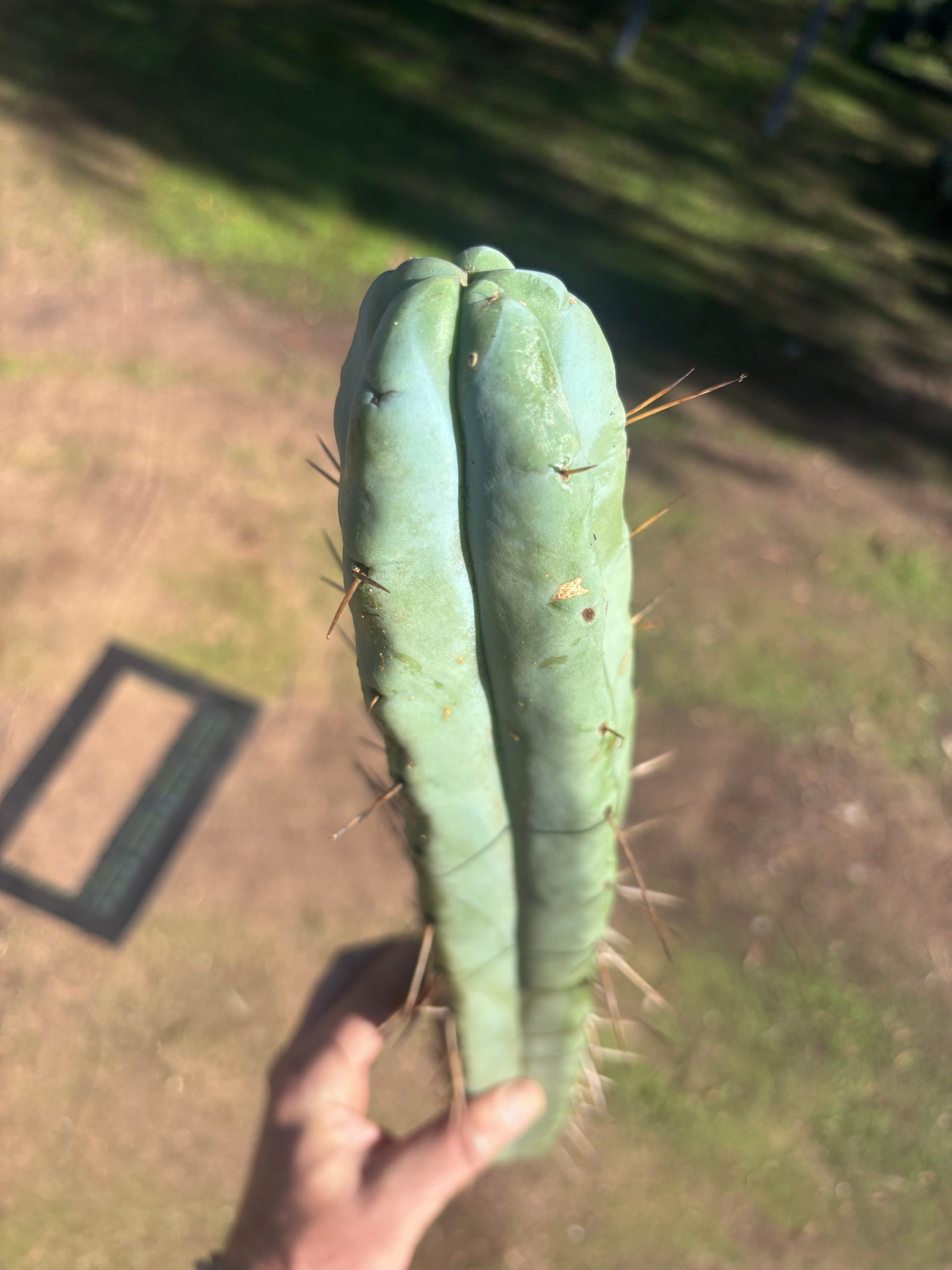 👑🌶️ Hammer2 — XXL 20” Tip