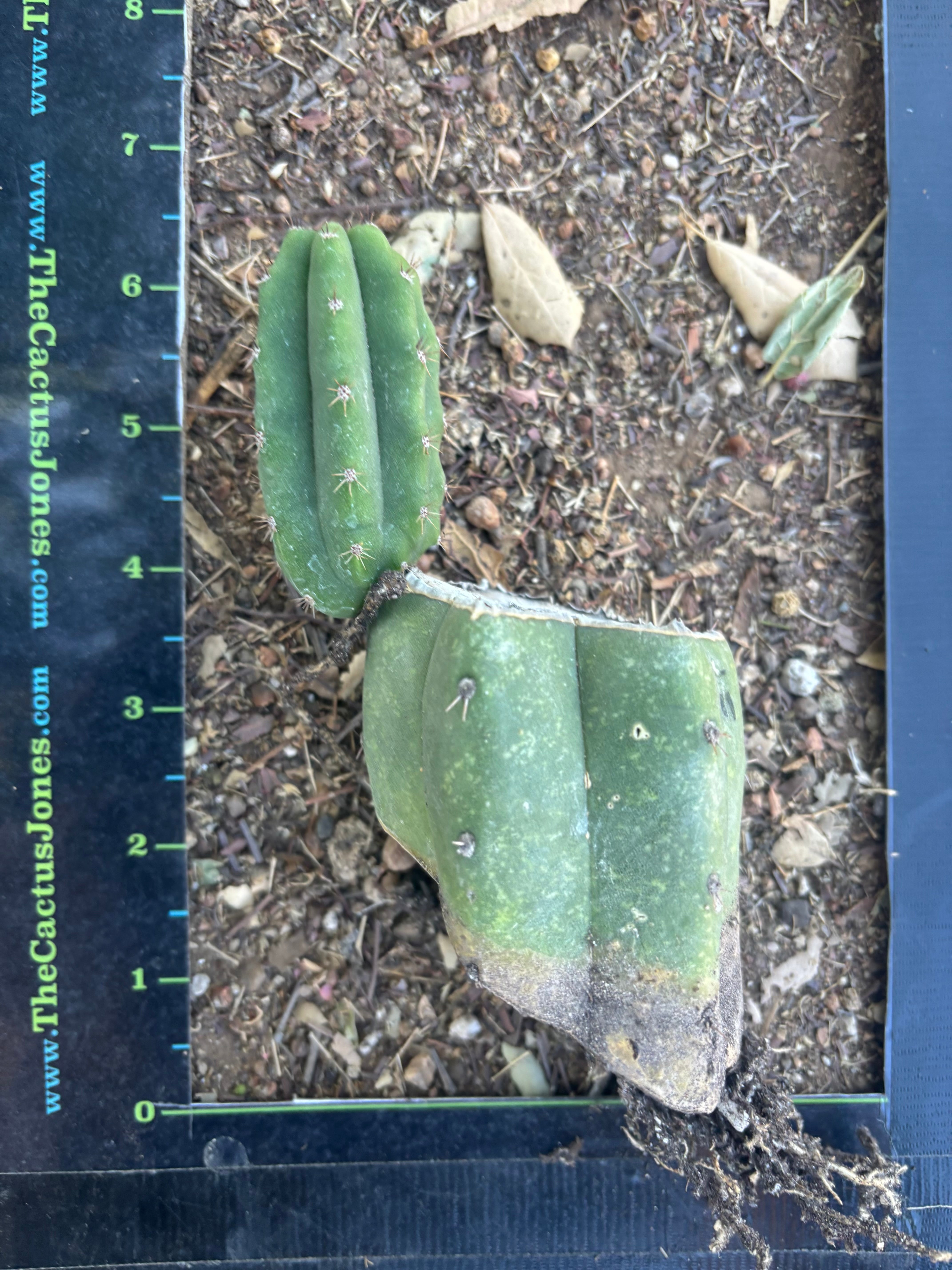 👑🌶️🌶️ Landfill — Small Rooted Mid