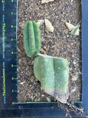 👑🌶️🌶️ Landfill — Small Rooted Mid