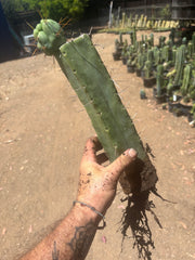 👑🌶️🌶️ Eileen — XL Rooted 14” Mid with Pup