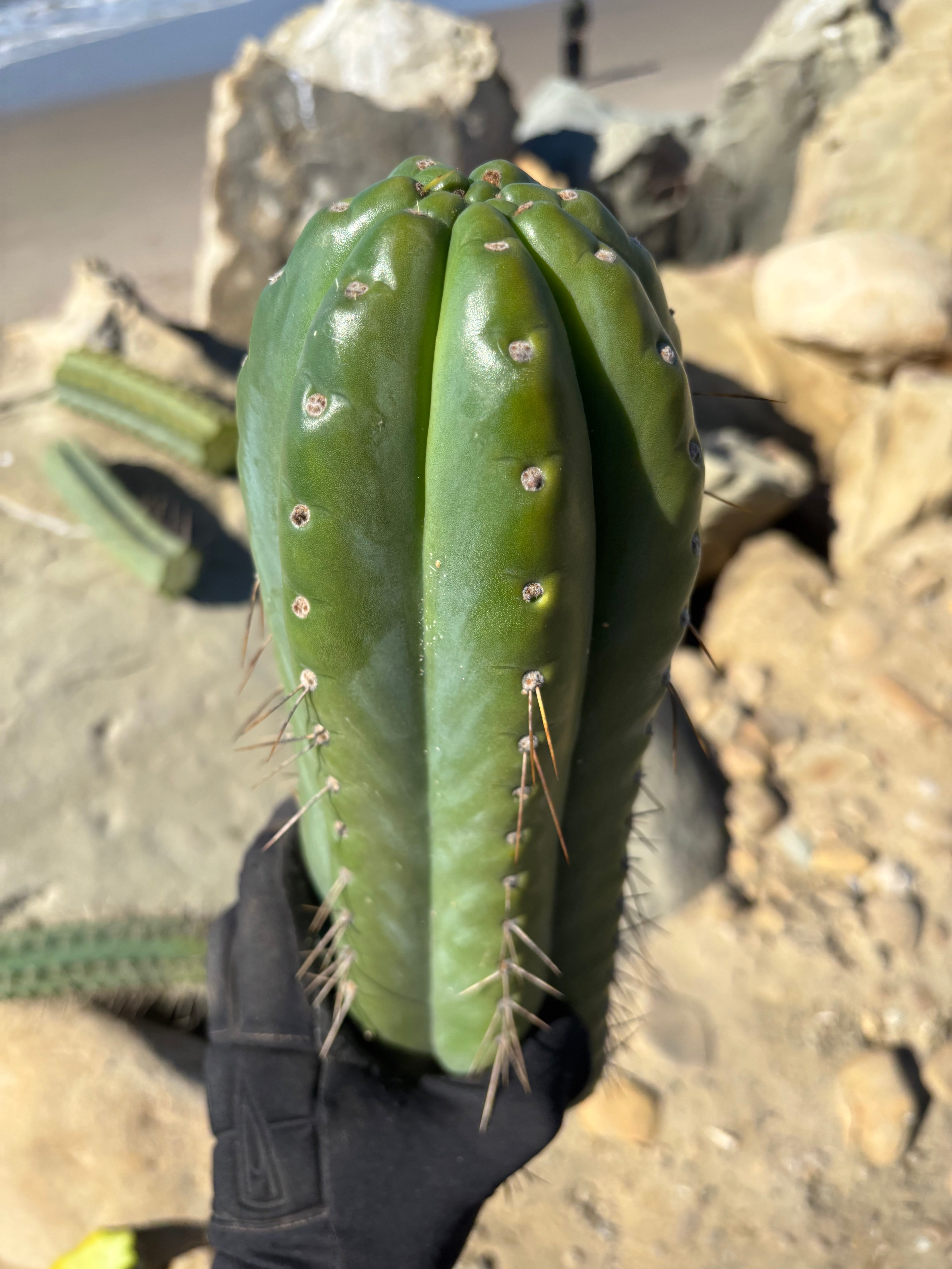 💎🌶️ Fields x SS02 — MASSIVE 15” Tip