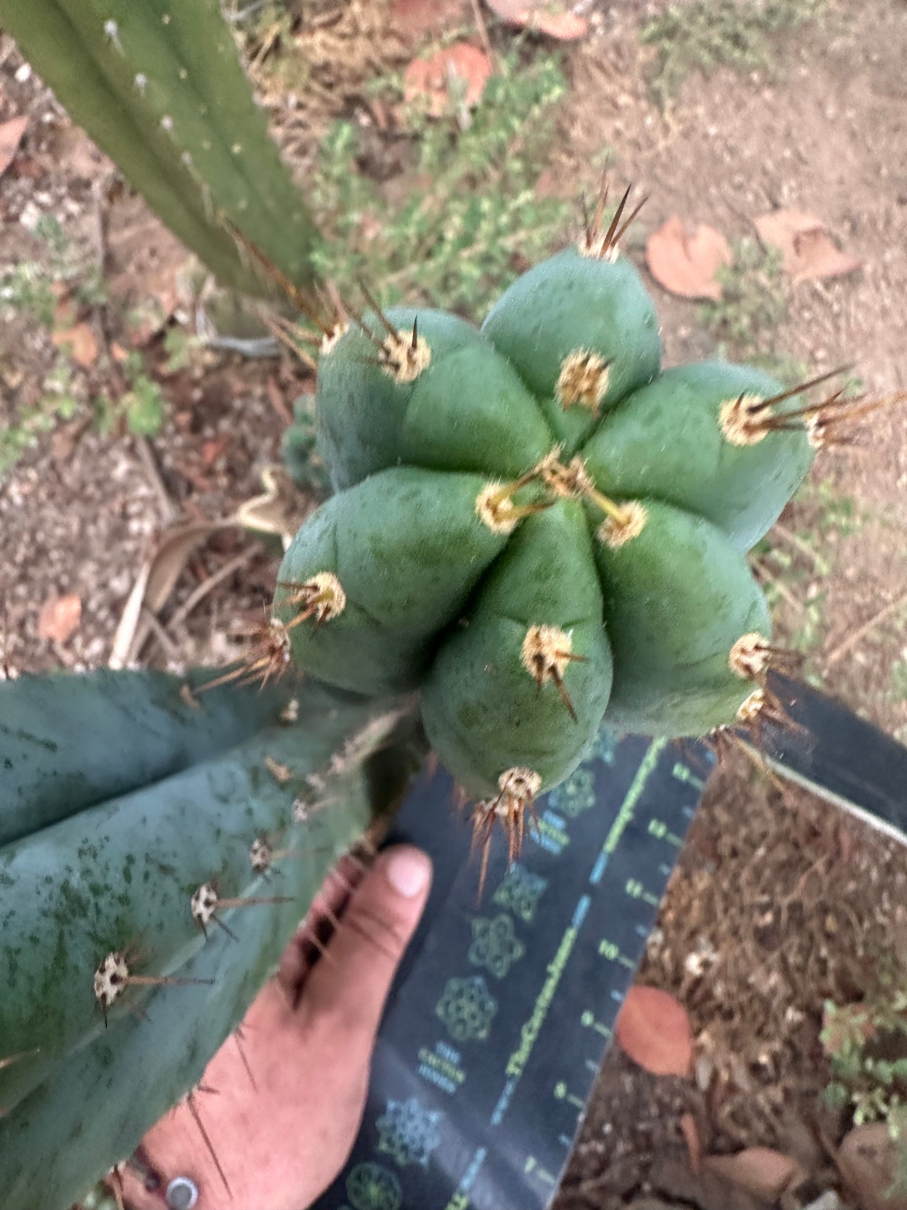 -👑🌶️ Kimnach — 11” Pup