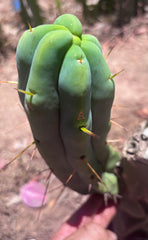 👑🌶️ Caballero — 9” Pup