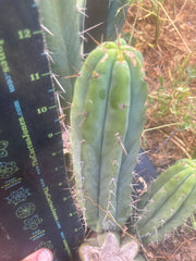 🌶️🌶️⚠️ E.R. — 12” Pup