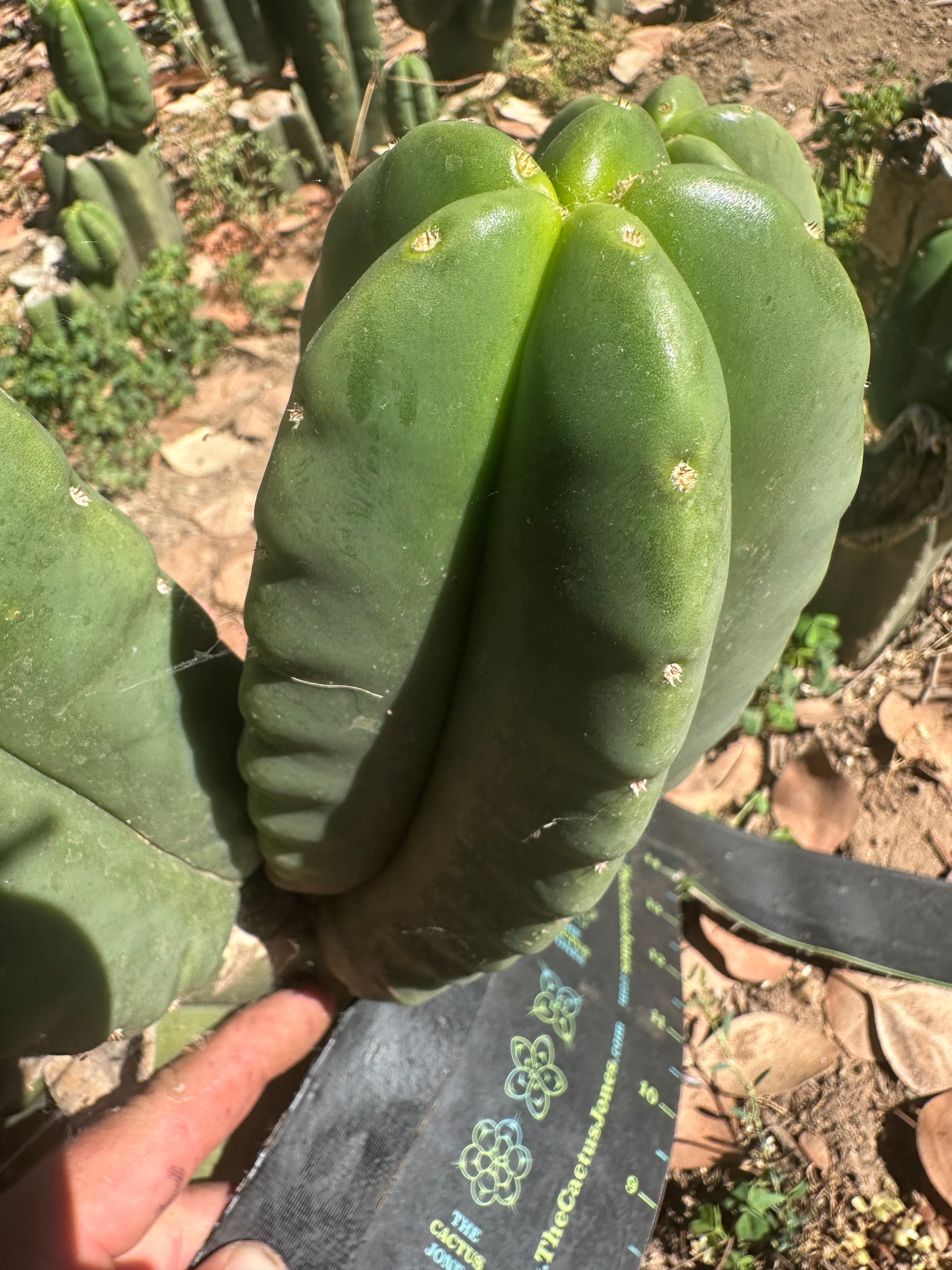 👑🌶️ Zulk — 8” Melon Pup