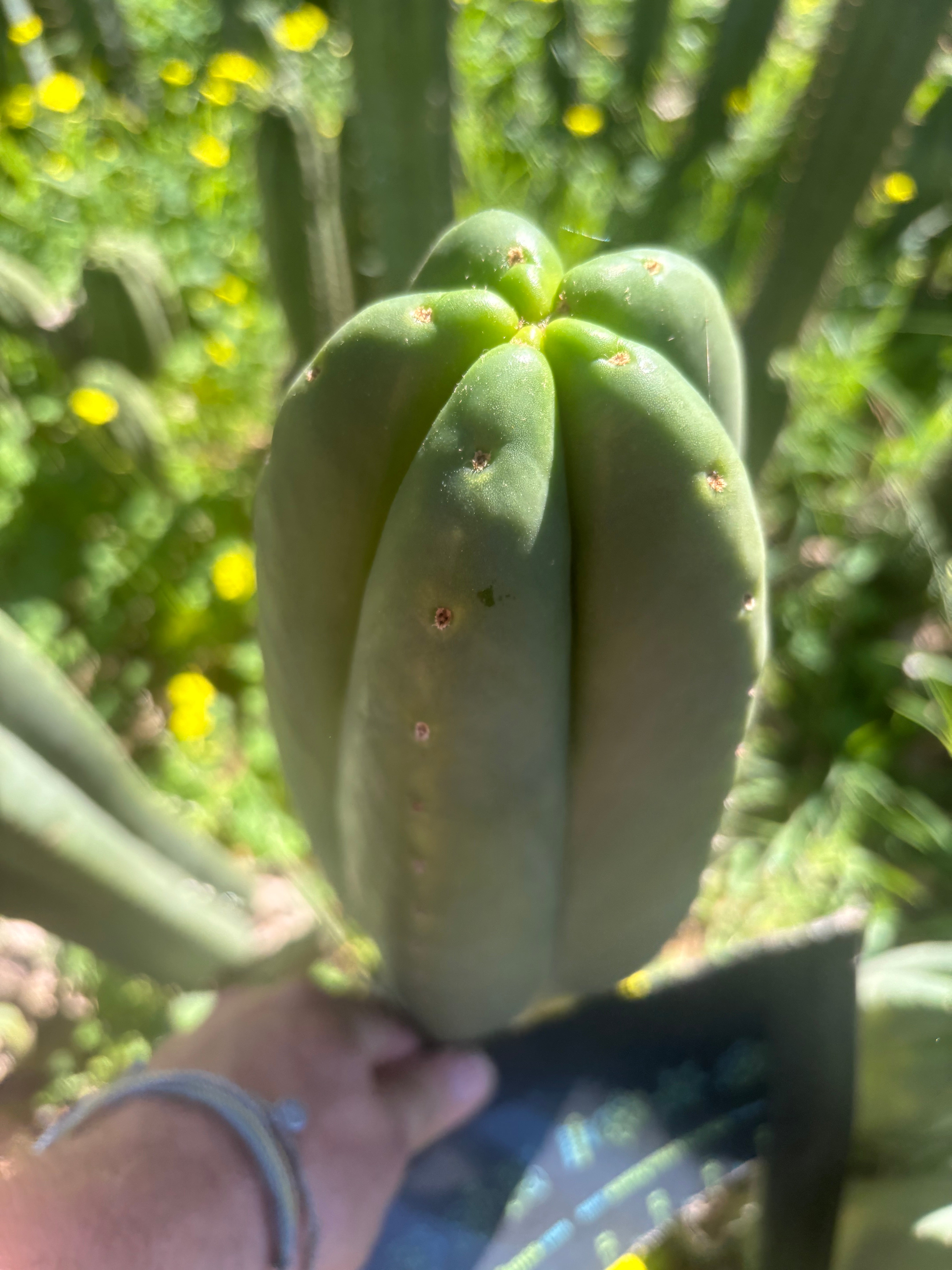 👑🌶️ Scop A — FAT 10” Tips