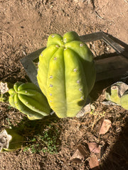 👑🌶️ Maipu — Chonky 10” Pup