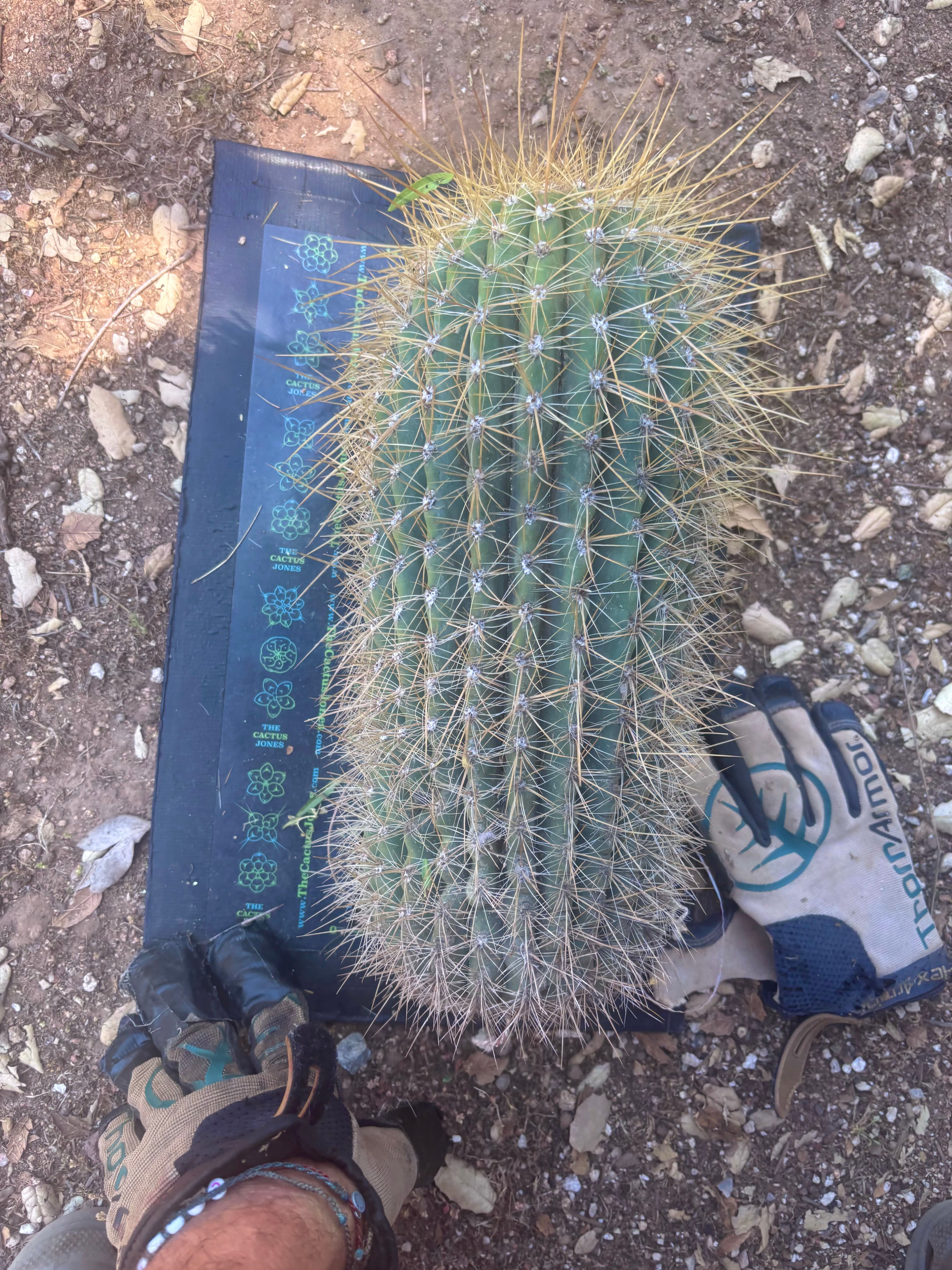 💎💎 T. Atacamensis — Massive Pup (Last One)